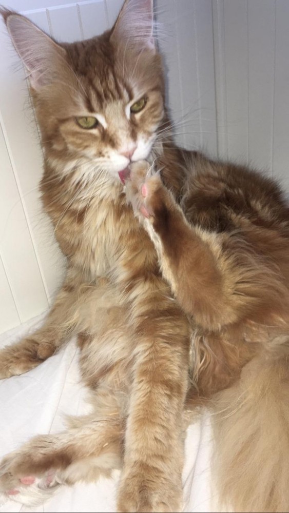 Ну, с котовторником!