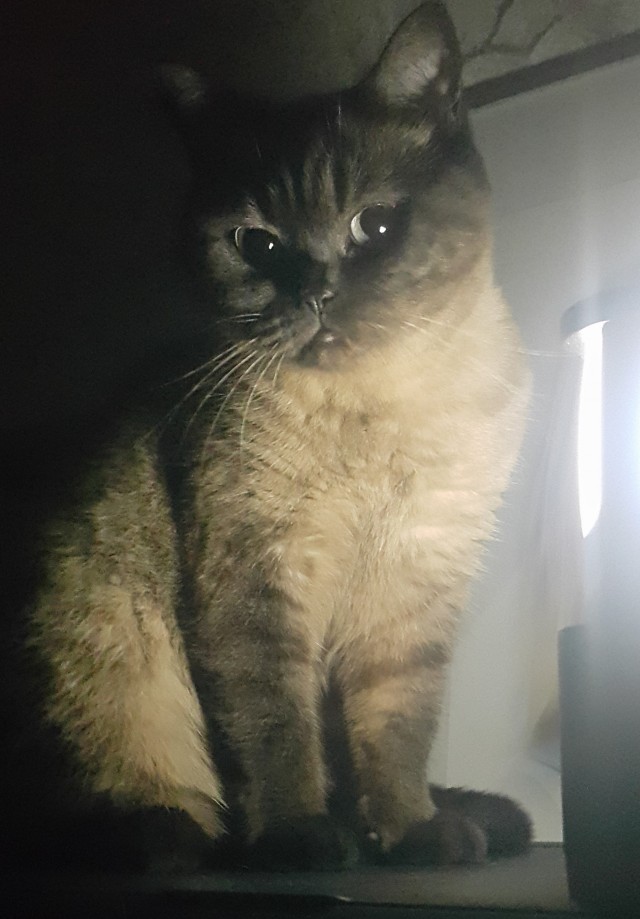 К - Котогеничность