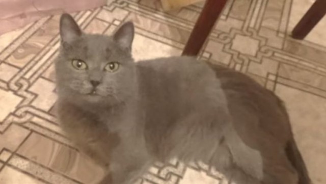 Подборка забавной живности