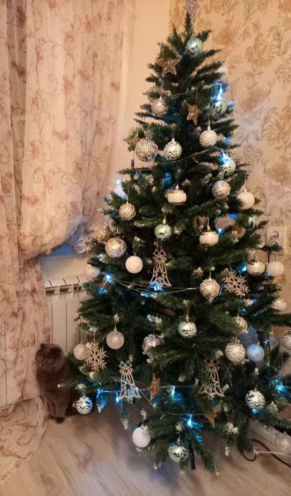 Котовторнику посвящается