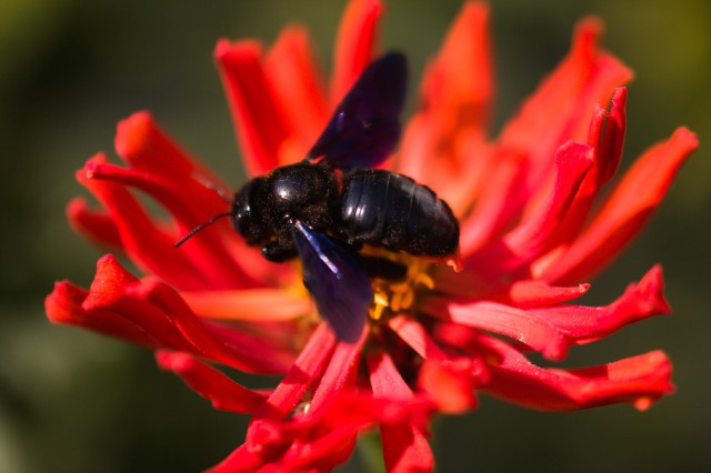 Про макросъемку и Tamron 90/2.8
