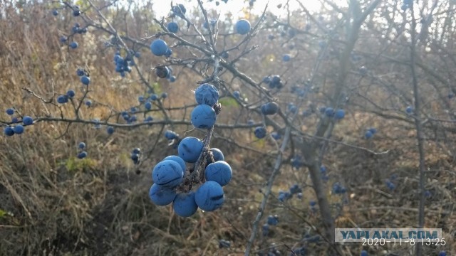 Камчатка, Толбачик