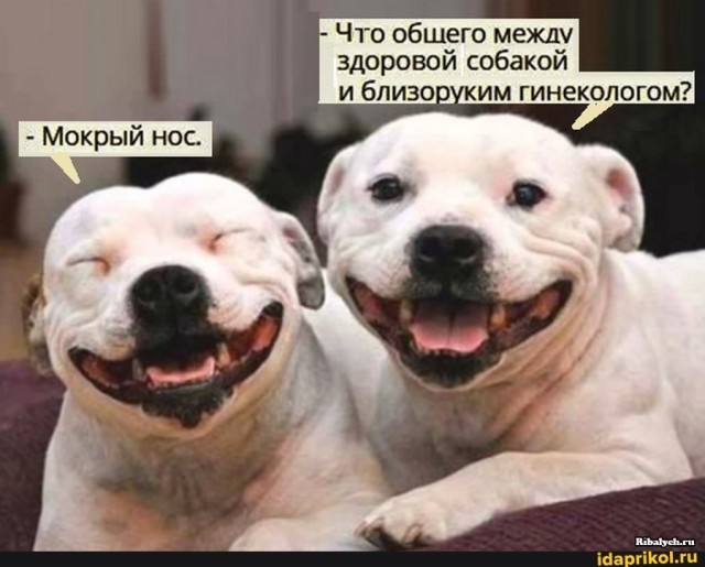 30 веселых картинок 20.07.2021