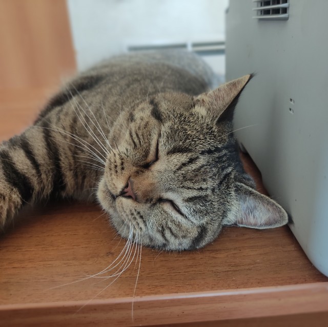 Погнали! С котовторником, други!