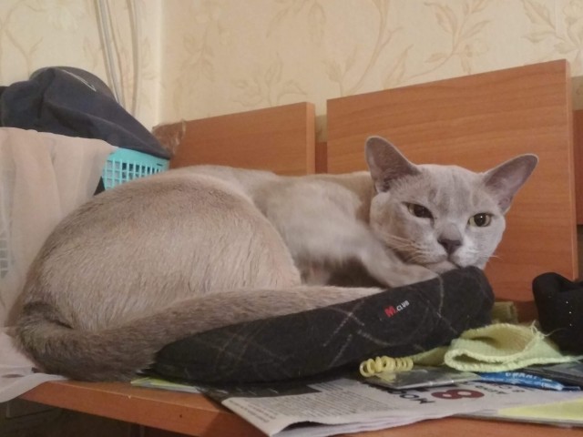 Котовторник 28.09.21