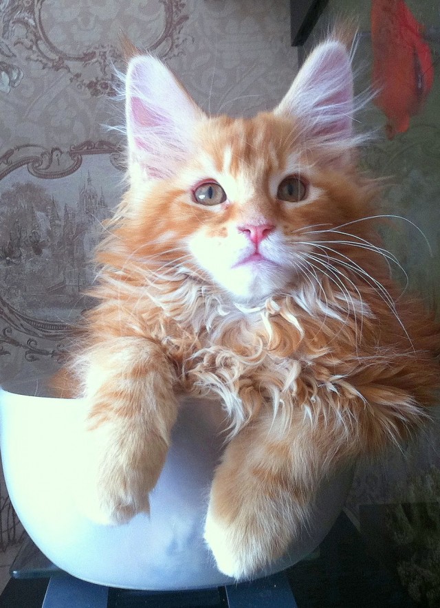 Котовторник 28.09.21