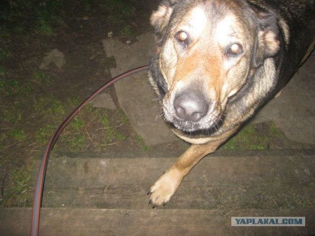 Жизнь домашнего приюта для котеек 368