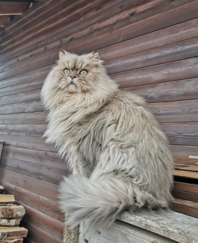 Котовторник так котовторник