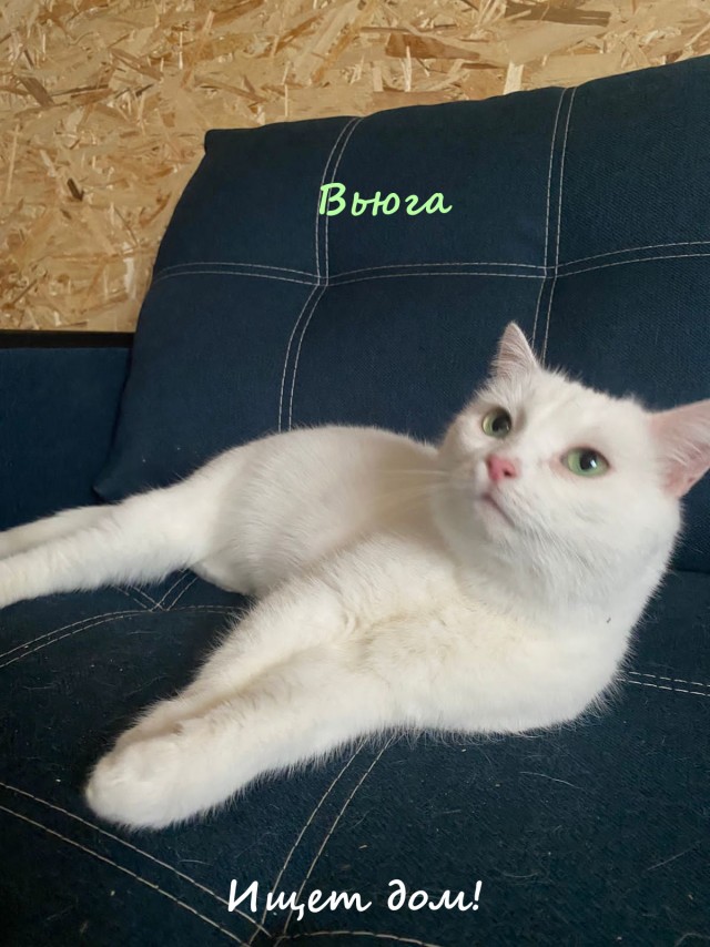 Жизнь домашнего приюта "Котоленд" 326