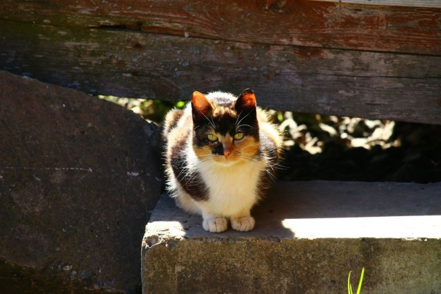 Котовторник 07.06.2022