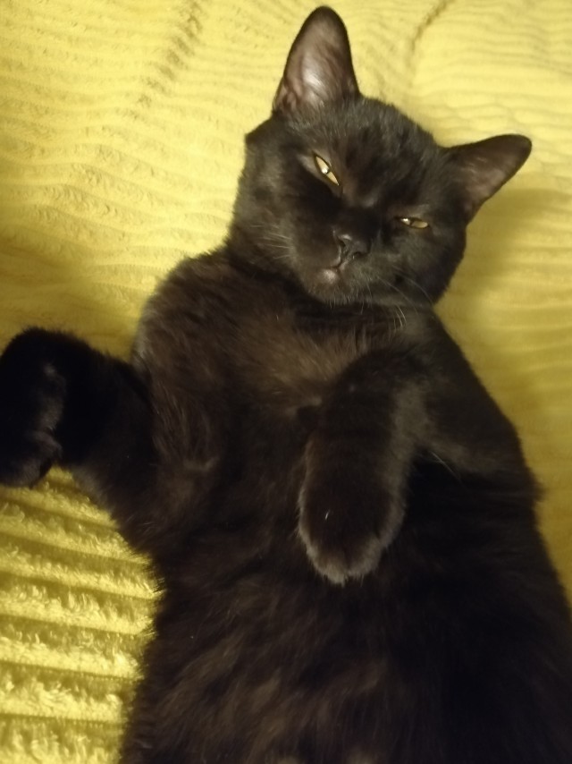 Котовторнику быть