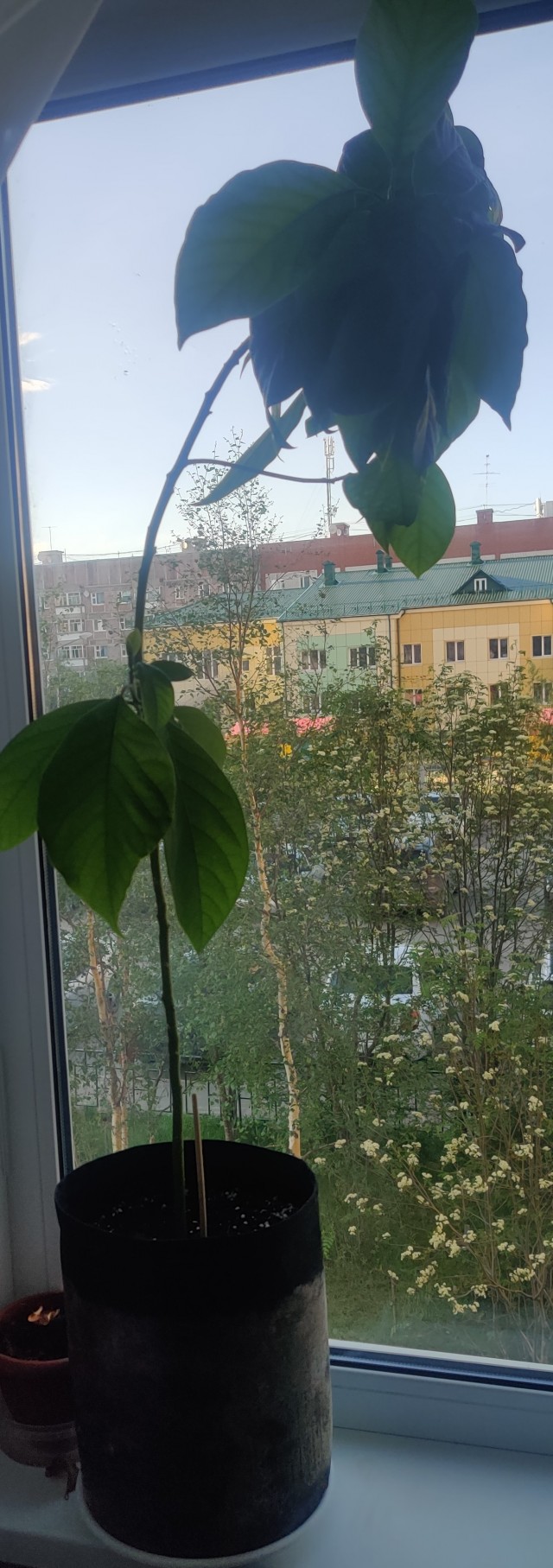Желудь