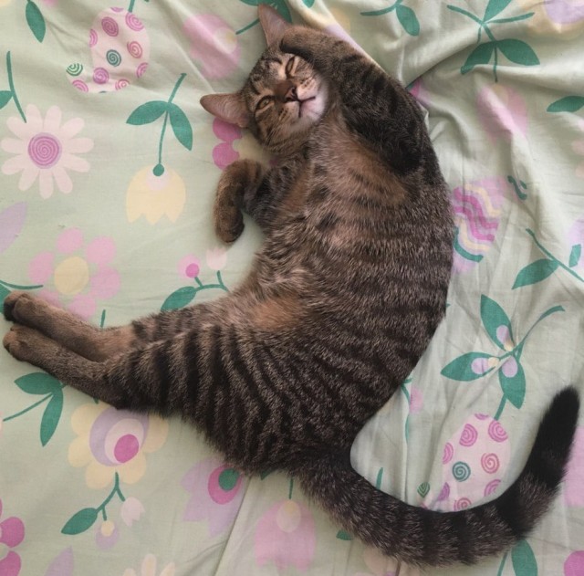 Лето и коты