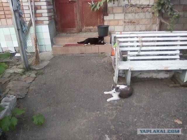 История одного котенка
