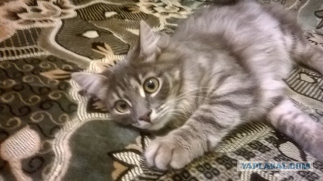 Женщина из Москвы перевела мошенникам 5 миллионов рублей и проболталась о $350 тысячах, которые лежат у неё дома
