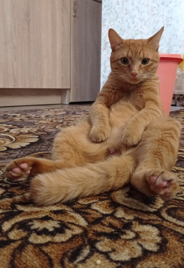 Котовторник 18.10.22