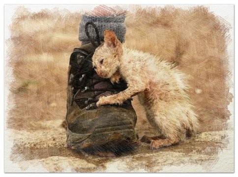 Твори добро. История одной бродячей кошки