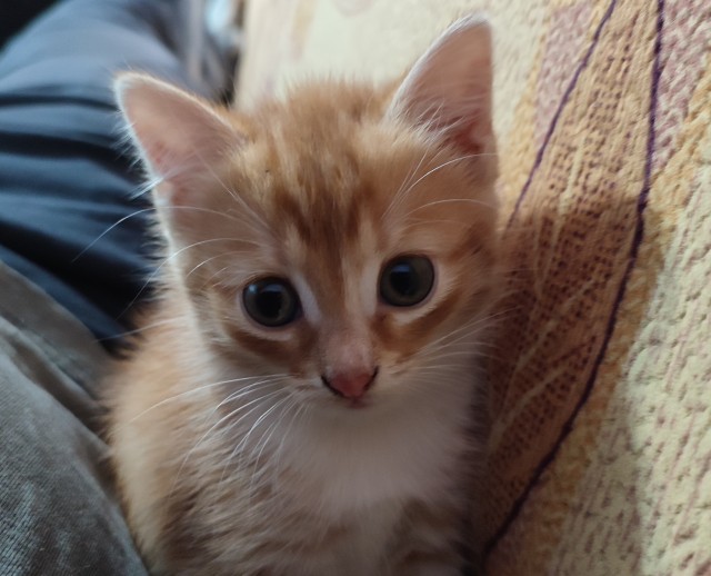 Котовторник, пополнение