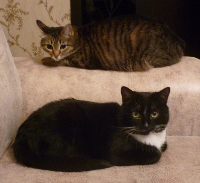 Мой котовторник