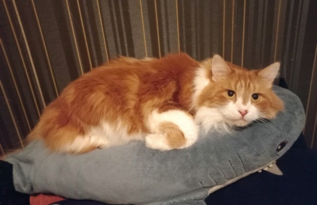 Как Вам котик?