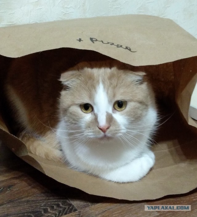 Котодракула