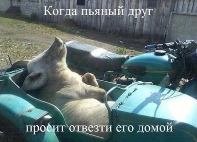 Алкопост  21.01.23