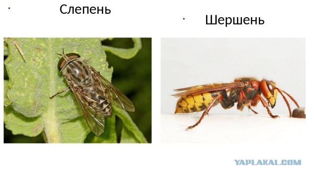Как "быстро" и "легко" избавиться от шершней