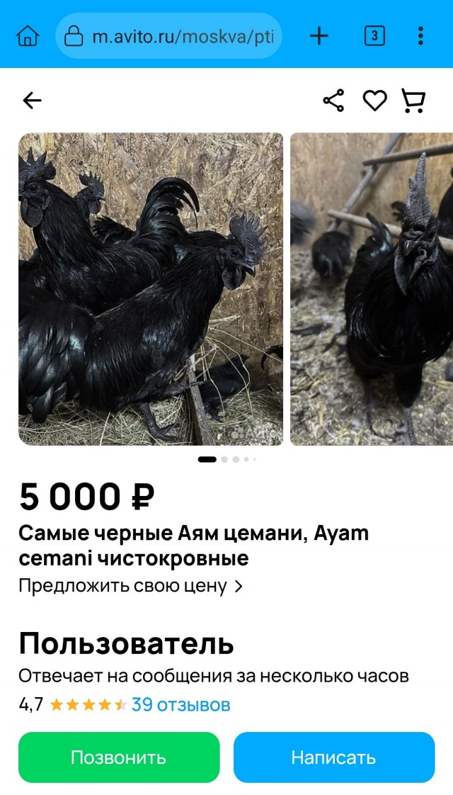 Интересное о курицах (птицах)