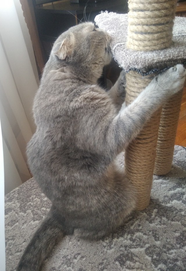 Котовторник