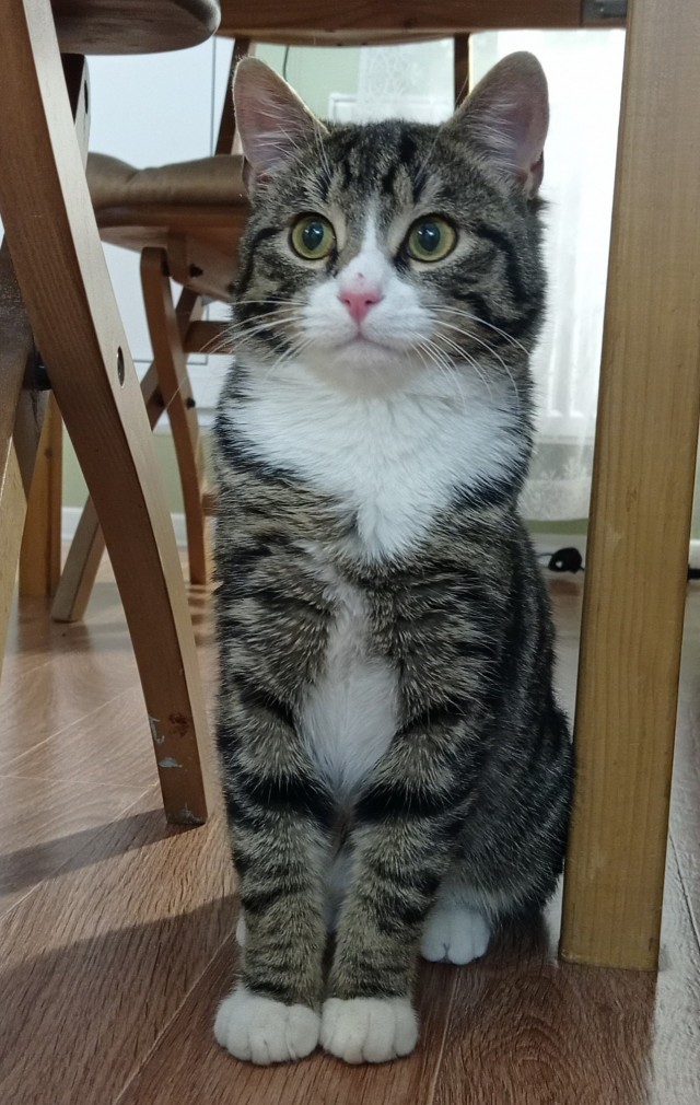 Котовторник, от мала до велика