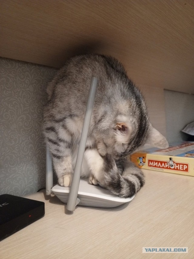 Жизнь с котом в одной картинке