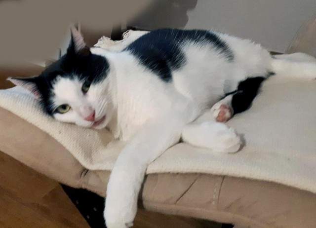 Мое котэ