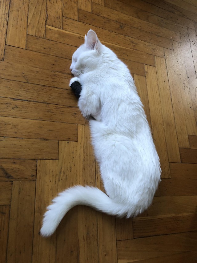 Слепоглухая кошка