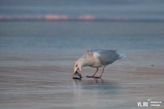 Пошли селёдки пожрём?