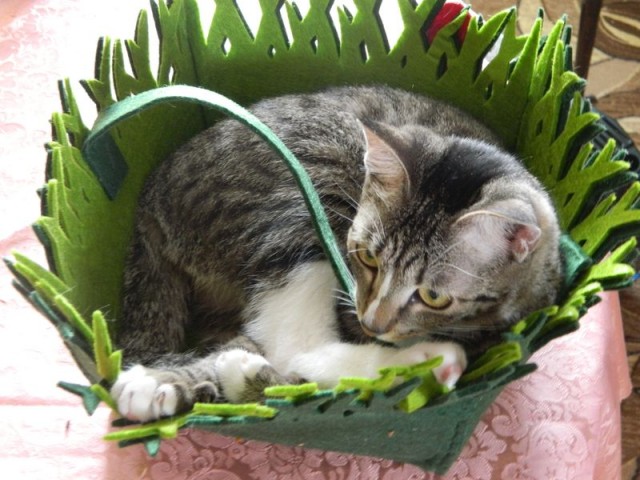 Котовторник продолжается