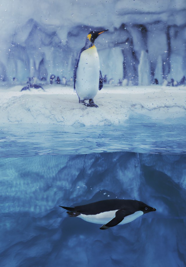 Лисья банда и удлиненная корова: посмотрите на 13 самых забавных фотографий с животными в истории конкурса Ippawards