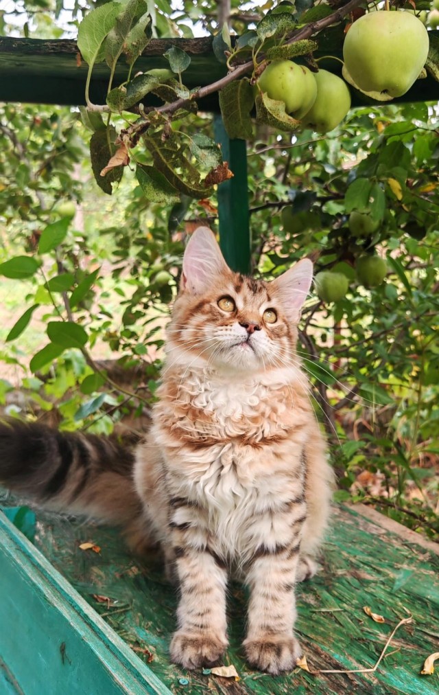 С котовторником!