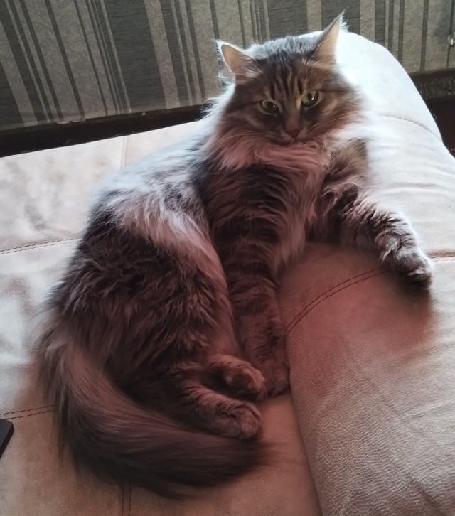 У нас кот