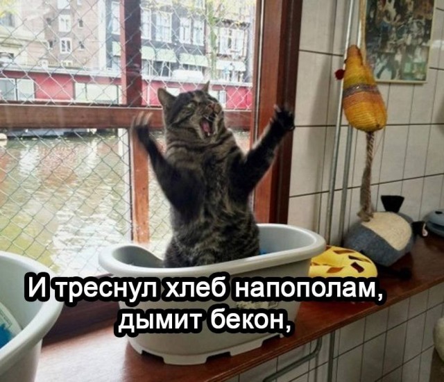 Музыкальный мем