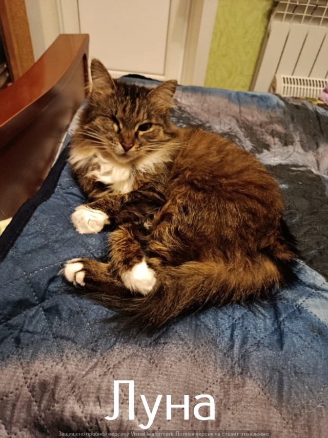 Жизнь домашнего приюта "Котоленд" 524. Нам сегодня 10 лет!