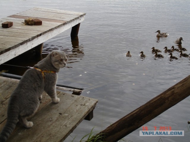 Котовторник 23.07.2013