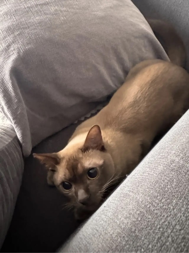 Вторник. Котовторник