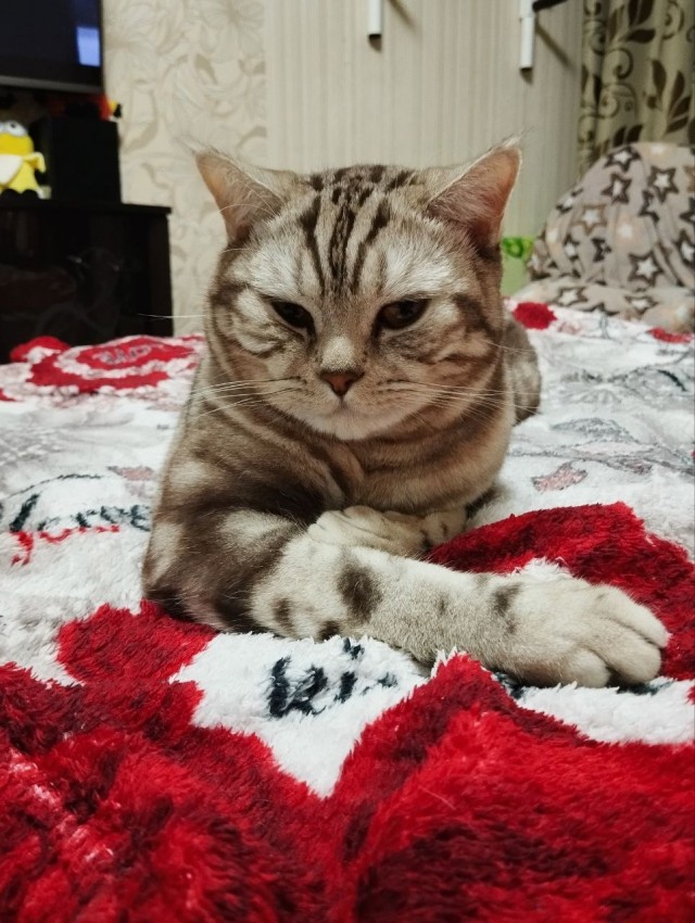 Мой Мурзик ушёл на радугу.
