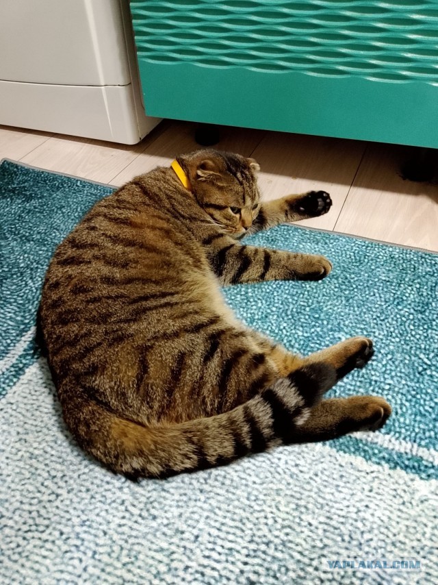 К-котовторник