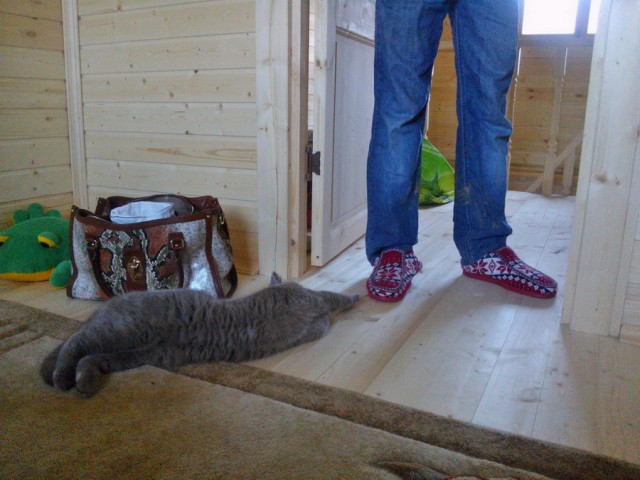 Котовторник 26.11.2013