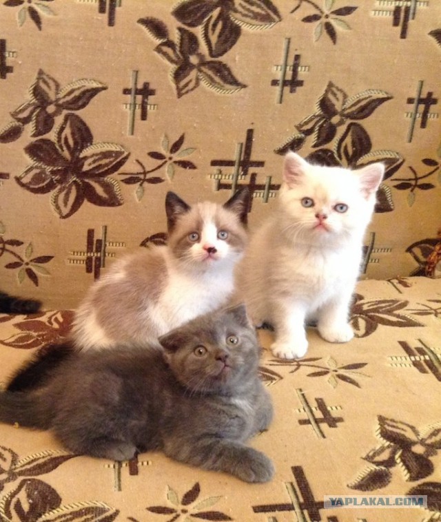 Котовторник 01.07.2014