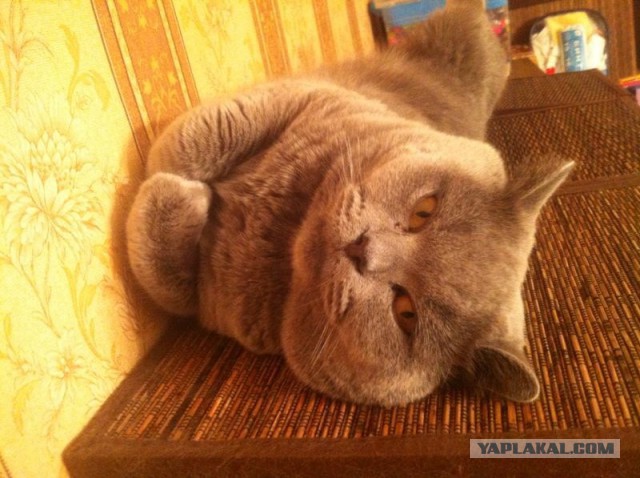 Котовторник 15.07.2014.