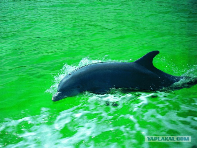 Плюсомет со шпалометом