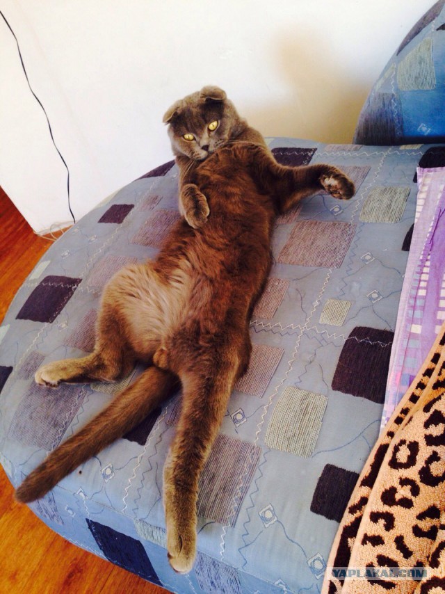 Котовторник 11.11.2014