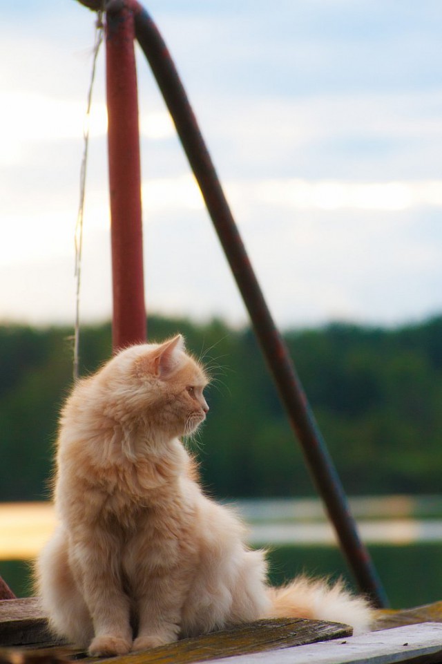 Коте всегда +100 к фоте